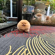 ขายลูกปอมเมอเรเนียน น่ารัก เพศเมีย อายุ 2เดือน พร้อมย้ายบ้าน สอนการเลี้ยงฟรี สอบ...