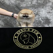 ขายลูกปอมเมอเรเนียน น่ารัก เพศผู้ อายุ 2 เดือน พร้อมย้ายบ้าน สอนการเลี้ยงฟรี สอบ...