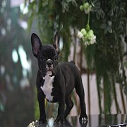 เฟรนช์บลูด็อก เพศผู้ สีครีมหน้าสั้น ใบหูสั้น ขี้เล่น ทรงสวย อายุ 2 ดือน เฟรนช์บล...