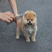 ขายลูกปอมเมอเรเนียน น่ารัก เพศเมีย อายุ 2เดือน พร้อมย้ายบ้าน สอนการเลี้ยงฟรี สอบ...