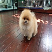 ขายลูกปอมเมอเรเนียน น่ารัก เพศผู้ อายุ 2 เดือน พร้อมย้ายบ้าน สอนการเลี้ยงฟรี สอบ...