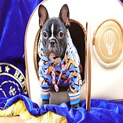 เฟรนช์บลูด็อก เพศผู้ สีดำ หน้าสั้น ใบหูสั้น ขี้เล่น ทรงสวย อายุ 2 ดือน เฟรนช์บลู...