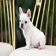 เฟรนช์บลูด็อก เพศเมีย สีครีม หน้าสั้น ใบหูสั้น ขี้เล่น ทรงสวย อายุ 2 ดือน เฟรนช์...