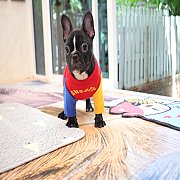 เฟรนช์บลูด็อก เพศผู้ สีดำ หน้าสั้น ใบหูสั้น ขี้เล่น ทรงสวย อายุ 2 ดือน เฟรนช์บลู...