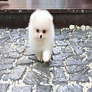 ขายลูกปอมเมอเรเนียน น่ารัก เพศผู้ อายุ 2 เดือน พร้อมย้ายบ้าน สอนการเลี้ยงฟรี สอบ...