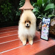 ขายลูกปอมเมอเรเนียน น่ารัก เพศผู้ อายุ 2 เดือน พร้อมย้ายบ้าน สอนการเลี้ยงฟรี สอบ...