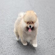 ขายลูกปอมเมอเรเนียน น่ารัก เพศผู้ อายุ 2 เดือน พร้อมย้ายบ้าน สอนการเลี้ยงฟรี สอบ...