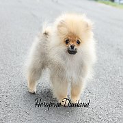 ขายลูกปอมเมอเรเนียน น่ารัก เพศผู้ อายุ 2 เดือน พร้อมย้ายบ้าน สอนการเลี้ยงฟรี สอบ...