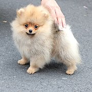 ขายลูกปอมเมอเรเนียน น่ารัก เพศผู้ อายุ 2 เดือน พร้อมย้ายบ้าน สอนการเลี้ยงฟรี สอบ...