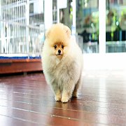 ขายลูกปอมเมอเรเนียน น่ารัก เพศผู้ อายุ 2 เดือน พร้อมย้ายบ้าน สอนการเลี้ยงฟรี สอบ...