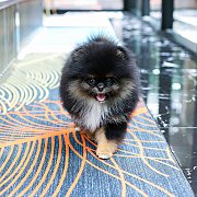 ขายลูกปอมเมอเรเนียน น่ารัก เพศผู้ อายุ 2 เดือน พร้อมย้ายบ้าน สอนการเลี้ยงฟรี สอบ...