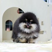 ขายลูกปอมเมอเรเนียน น่ารัก เพศผู้ อายุ 2 เดือน พร้อมย้ายบ้าน สอนการเลี้ยงฟรี สอบ...