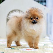 ขายลูกปอมเมอเรเนียน น่ารัก เพศผู้ อายุ 2 เดือน พร้อมย้ายบ้าน สอนการเลี้ยงฟรี สอบ...