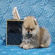 ขายลูกปอมเมอเรเนียน น่ารัก เพศผู้ อายุ 2 เดือน พร้อมย้ายบ้าน สอนการเลี้ยงฟรี สอบ...