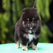 ขายลูกปอมเมอเรเนียน น่ารัก เพศผู้ อายุ 2 เดือน พร้อมย้ายบ้าน สอนการเลี้ยงฟรี สอบ...