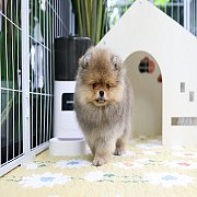 ขายลูกปอมเมอเรเนียน น่ารัก เพศผู้ อายุ 2 เดือน พร้อมย้ายบ้าน สอนการเลี้ยงฟรี สอบ...