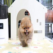 ขายลูกปอมเมอเรเนียน น่ารัก เพศผู้ อายุ 2 เดือน พร้อมย้ายบ้าน สอนการเลี้ยงฟรี สอบ...