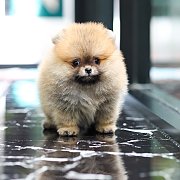 ขายลูกปอมเมอเรเนียน น่ารัก เพศเมีย อายุ 2เดือน พร้อมย้ายบ้าน สอนการเลี้ยงฟรี สอบ...