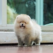 ขายลูกปอมเมอเรเนียน น่ารัก เพศเมีย อายุ 2เดือน พร้อมย้ายบ้าน สอนการเลี้ยงฟรี สอบ...