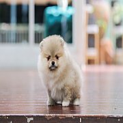 ขายลูกปอมเมอเรเนียน น่ารัก เพศเมีย อายุ 2เดือน พร้อมย้ายบ้าน สอนการเลี้ยงฟรี สอบ...