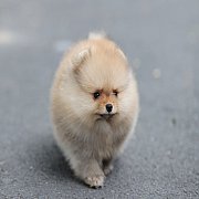 ขายลูกปอมเมอเรเนียน น่ารัก เพศเมีย อายุ 2เดือน พร้อมย้ายบ้าน สอนการเลี้ยงฟรี สอบ...