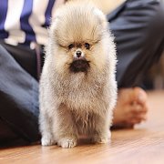 ขายลูกปอมเมอเรเนียน น่ารัก เพศเมีย อายุ 2เดือน พร้อมย้ายบ้าน สอนการเลี้ยงฟรี สอบ...