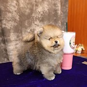 ขายลูกปอมเมอเรเนียน น่ารัก เพศผู้ อายุ 2 เดือน พร้อมย้ายบ้าน สอนการเลี้ยงฟรี สอบ...