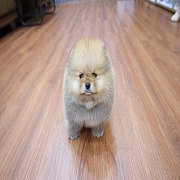 ขายลูกปอมเมอเรเนียน น่ารัก เพศผู้ อายุ 2 เดือน พร้อมย้ายบ้าน สอนการเลี้ยงฟรี สอบ...