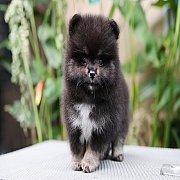 ขายลูกปอมเมอเรเนียน น่ารัก เพศผู้ อายุ 2 เดือน พร้อมย้ายบ้าน สอนการเลี้ยงฟรี สอบ...