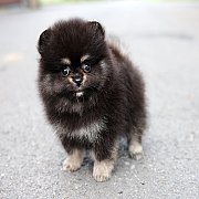 ขายลูกปอมเมอเรเนียน น่ารัก เพศผู้ อายุ 2 เดือน พร้อมย้ายบ้าน สอนการเลี้ยงฟรี สอบ...