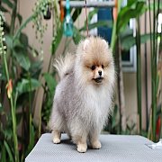 ขายลูกปอมเมอเรเนียน น่ารัก เพศผู้ อายุ 2 เดือน พร้อมย้ายบ้าน สอนการเลี้ยงฟรี สอบ...