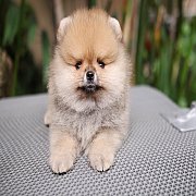 ขายลูกปอมเมอเรเนียน น่ารัก เพศผู้ อายุ 2 เดือน พร้อมย้ายบ้าน สอนการเลี้ยงฟรี สอบ...