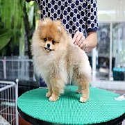 ขายลูกปอมเมอเรเนียน น่ารัก เพศผู้ อายุ 2 เดือน พร้อมย้ายบ้าน สอนการเลี้ยงฟรี สอบ...