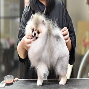 FYPOM KENNEL ขายปอม เพศผู้ โครงสร้างดี ขนแน่น 2 ชั้น สุขภาพดี ซนน่ารัก สามารถเข้...