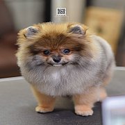 FYPOM KENNEL ขายน้องปอม เพศผู้ สีส้ม โครงสร้างดี ขนแน่น 2 ชั้น สุขภาพดี ซนน่ารัก...