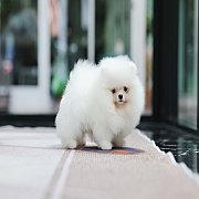 ขายลูกปอมเมอเรเนียน น่ารัก เพศผู้ อายุ 2 เดือน พร้อมย้ายบ้าน สอนการเลี้ยงฟรี สอบ...