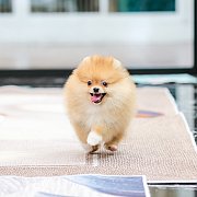 ขายลูกปอมเมอเรเนียน น่ารัก เพศผู้ อายุ 2 เดือน พร้อมย้ายบ้าน สอนการเลี้ยงฟรี สอบ...