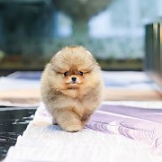 ขายลูกปอมเมอเรเนียน น่ารัก เพศเมีย อายุ 2เดือน พร้อมย้ายบ้าน สอนการเลี้ยงฟรี สอบ...