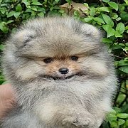 มีปอมหน้าหมีเกรดคุณภาพขนแน่นแบ่งจำหน่าย