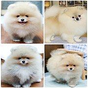 ขายลูกปอมเมอเรเนียน น่ารัก เพศเมีย อายุ 2เดือน พร้อมย้ายบ้าน สอนการเลี้ยงฟรี สอบ...