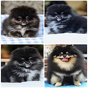 ขายลูกปอมเมอเรเนียนเพศเมีย อายุ 2เดือน  โตมาสีประมาณนี้ สอนการเลี้ยงฟรี  0834655...