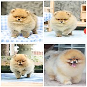 ขายลูกปอมเมอเรเนียนเพศเมีย อายุ 2เดือน โตมาสีประมาณนี้ สอนการเลี้ยงฟรี 083465536...