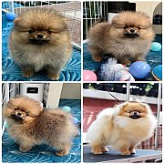 ขายลูกปอมเมอเรเนียน น่ารัก เพศผู้ อายุ 2เดือน พร้อมย้ายบ้าน สอนการเลี้ยงฟรี สอบถ...