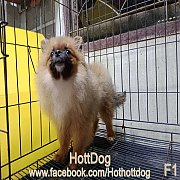 ปอมเมอเรอเนียน สีส้ม วัยกำลังน่ารัก ฉีดวัคซีนครบ พร้อมย้ายบ้านจ้า