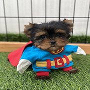 ยอร์คเชียร์พันธุ์แท้ มีใบเพ็ดเต็มใบ ลูกยอร์คให้เลือกเยอะ พร้อมรายละเอียดการเลี้ย...