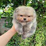 น้องปอม หน้าหมี เพศผู้ หน้าหมี 35