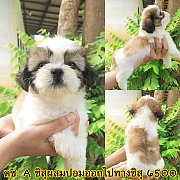 ชิสุผสมปอม 