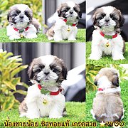 ชิสุแท้ เกรดสวย 