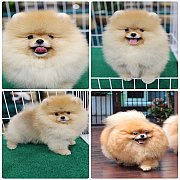 ขายลูกปอมเมอเรเนียนเพศเมีย อายุ 2เดือน โตมาสีประมาณนี้ สอนการเลี้ยงฟรี 083465536...