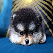 ขายลูกปอมเมอเรเนียน น่ารัก เพศเมีย อายุ 2เดือน พร้อมย้ายบ้าน สอนการเลี้ยงฟรี สอบ...